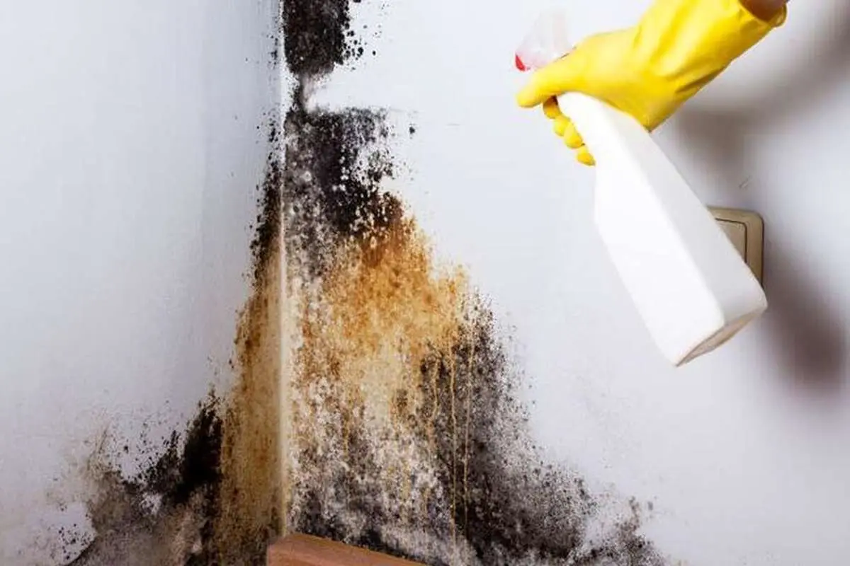 ‌کپک سیاه چیست و چرا خطرناک است؟