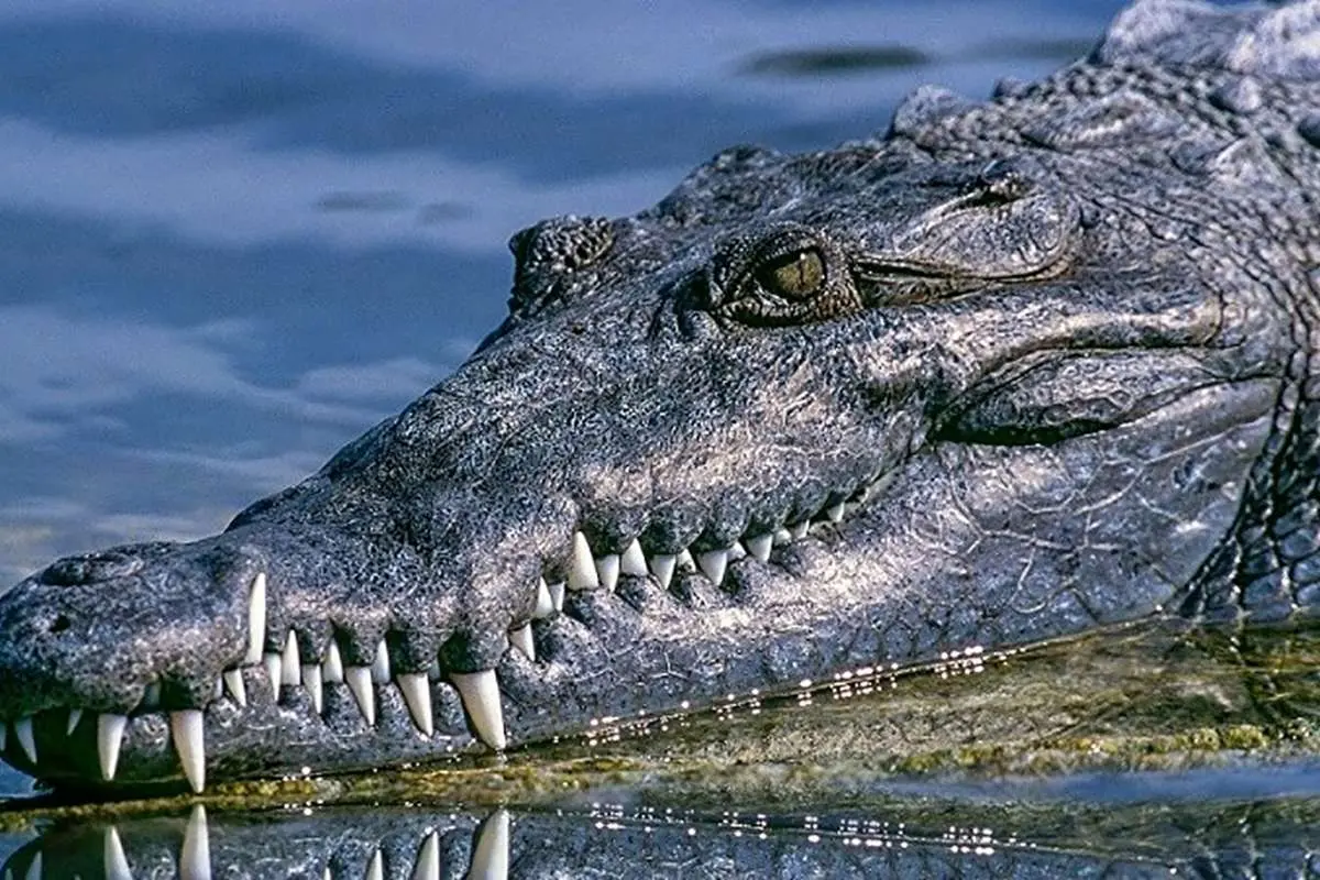 خطر حمله گاندو‌ها در کمین سیل‌زدگان