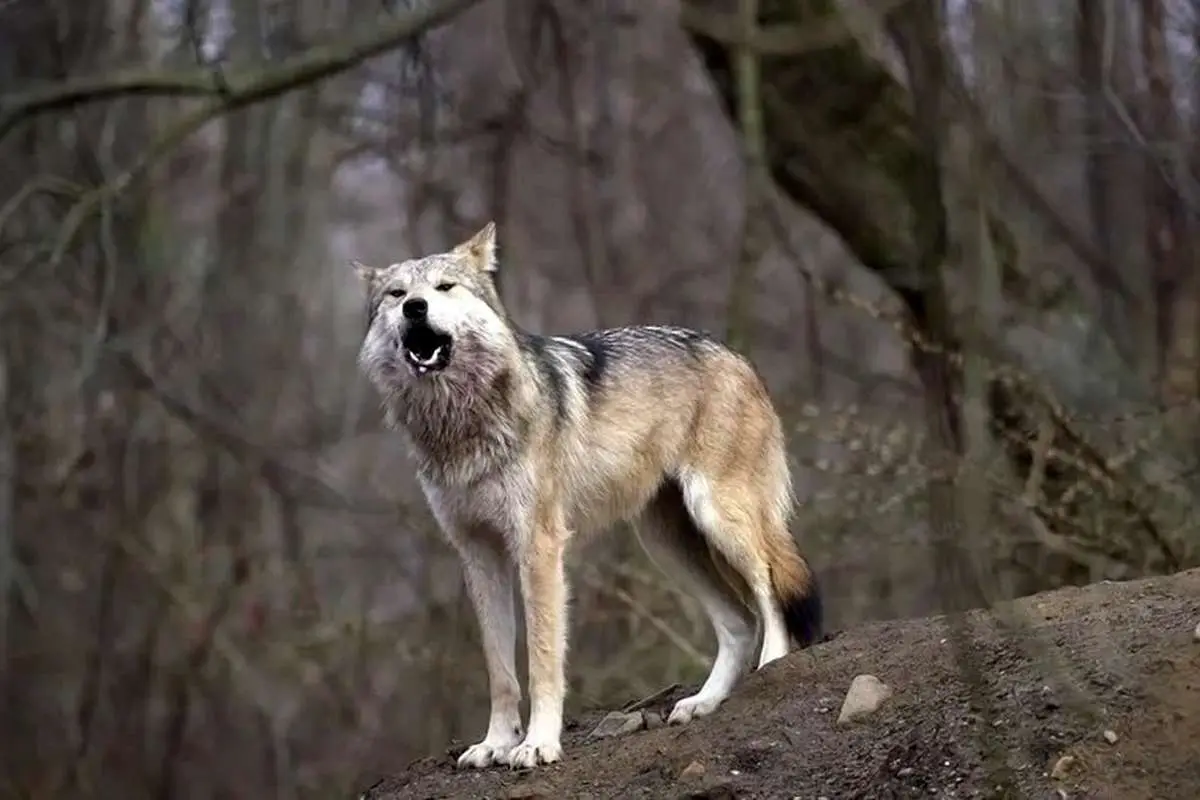 (ویدیو) پرسه‌زنی گرگ‌ها در تهرانپارس؟