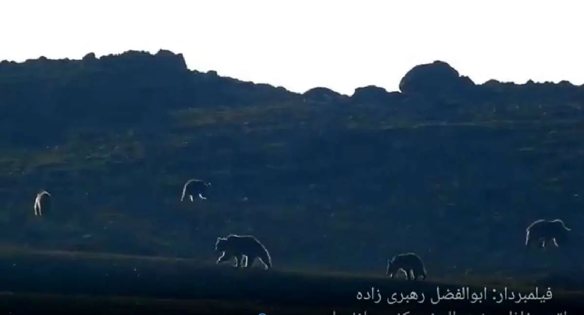 (ویدئو) جولان خرسهای قهوهای در البرز مرکزی