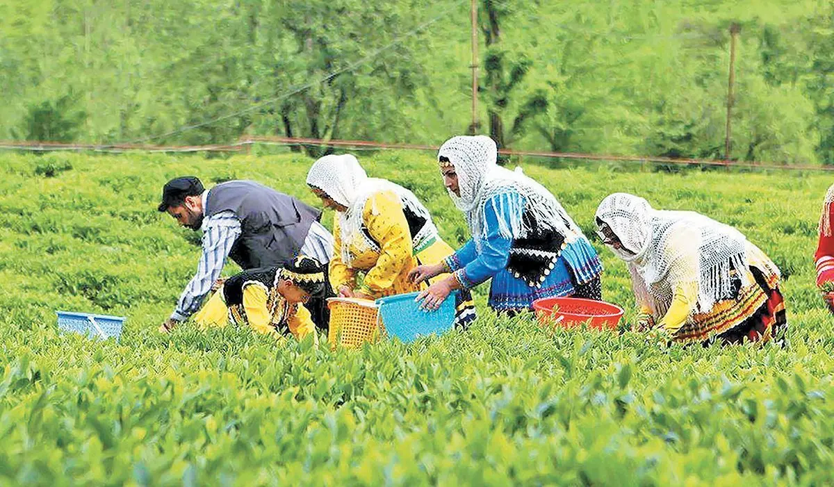 ۱۰۵ میلیارد تومان مطالبه چایکاران از دولت؛ تاثیر تخلفات چای دبش ادامه دارد