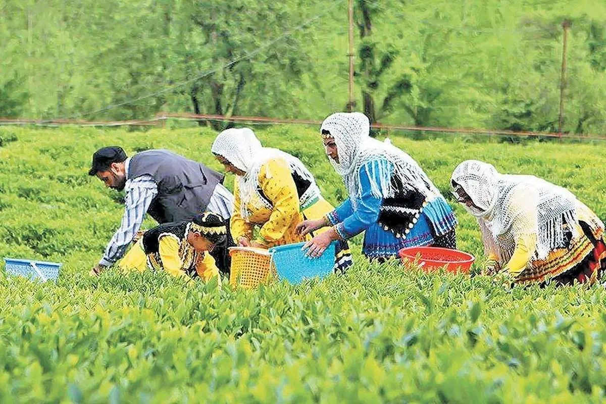 ۱۰۵ میلیارد تومان مطالبه چایکاران از دولت؛ تاثیر تخلفات چای دبش ادامه دارد