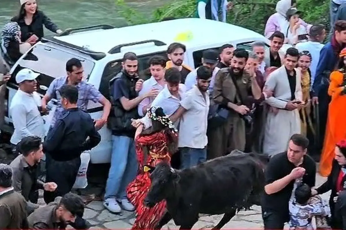 (ویدئو) حمله یک گاو به حاضرین در مراسم دفنوازی در روستای پالنگان!