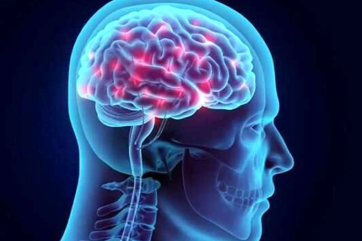 ساختار مغز زنان در طول قاعدگی واقعا تغییر می‌کند