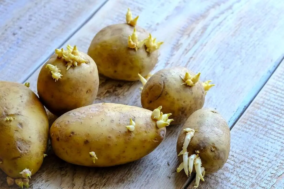 سیب زمینی جوانه زده قابل مصرف است؟