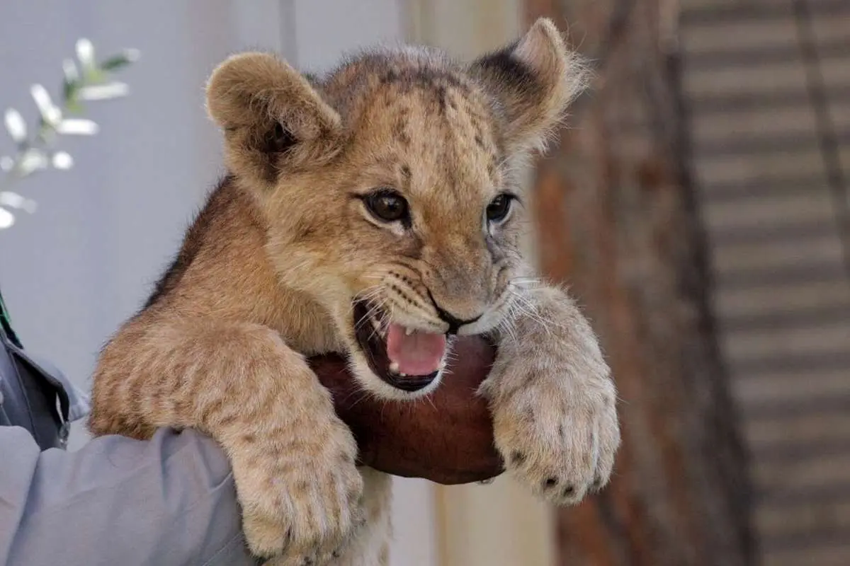 ماجرای پرسه توله شیر در خانه باغ چه بود؟