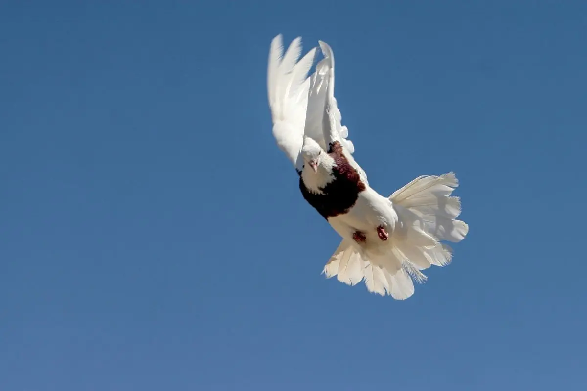 (تصاویر) کفتربازی