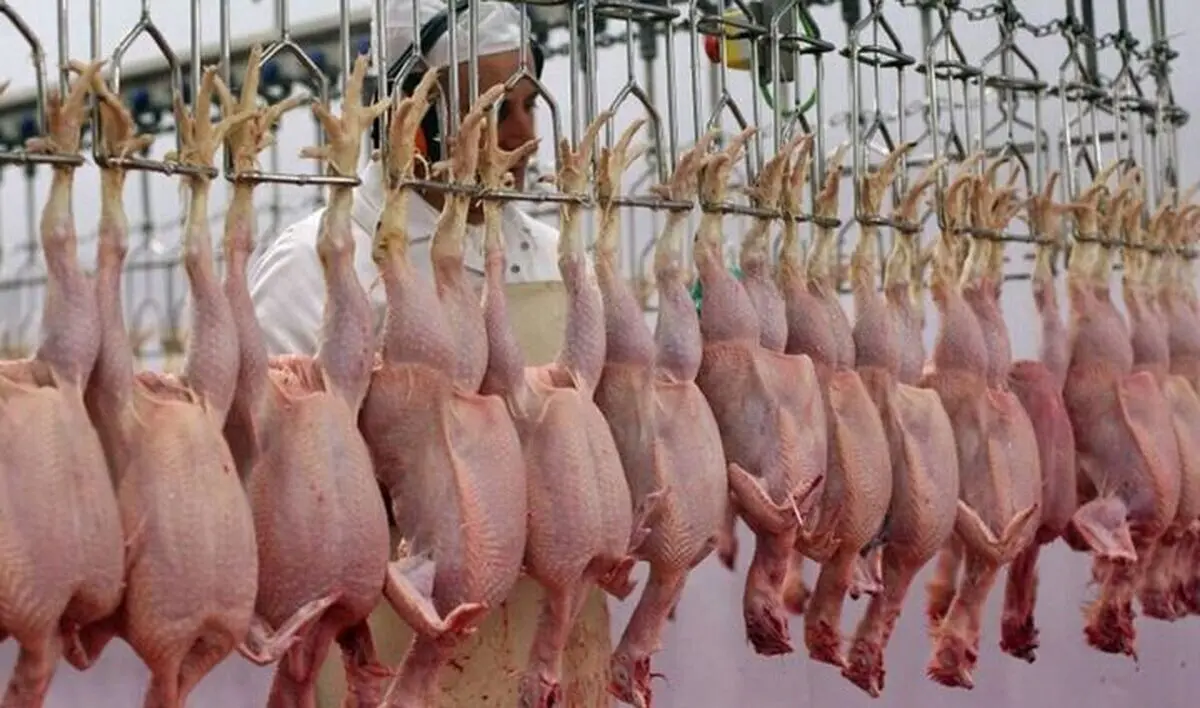 قیمت گوشت مرغ امروز ۹ اردیبهشت ۱۴۰۳