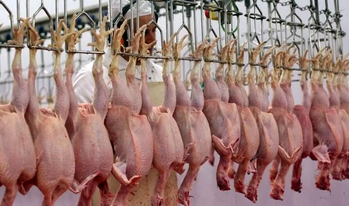 قیمت گوشت مرغ امروز ۹ اردیبهشت ۱۴۰۳