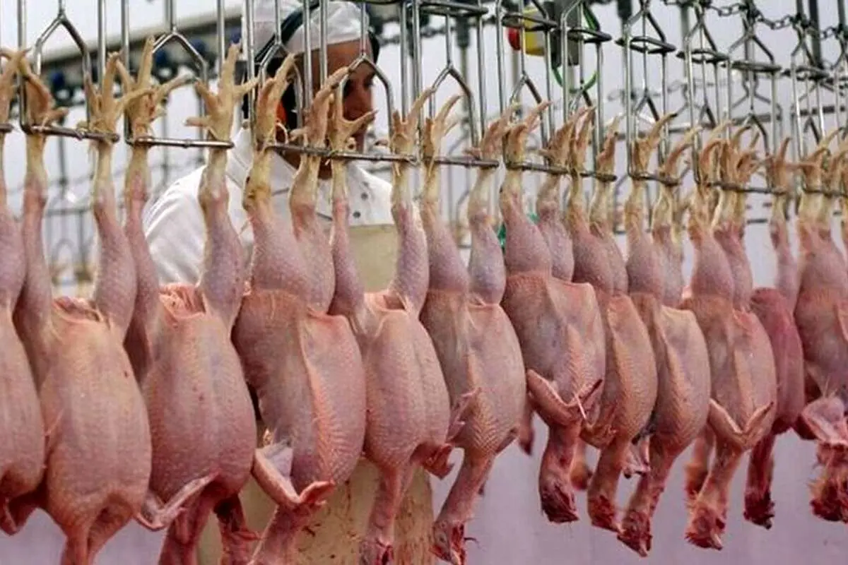 قیمت گوشت مرغ امروز ۹ اردیبهشت ۱۴۰۳