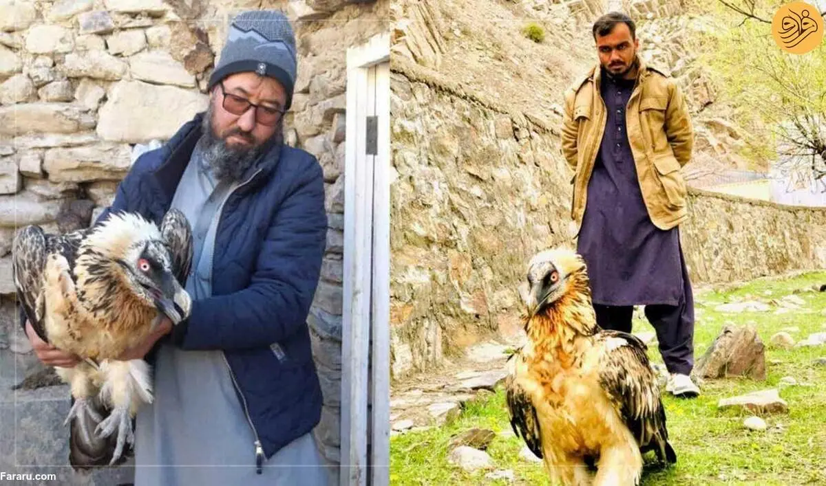 (عکس) یک «هما» در پنجشیر افغانستان تحت درمان است
