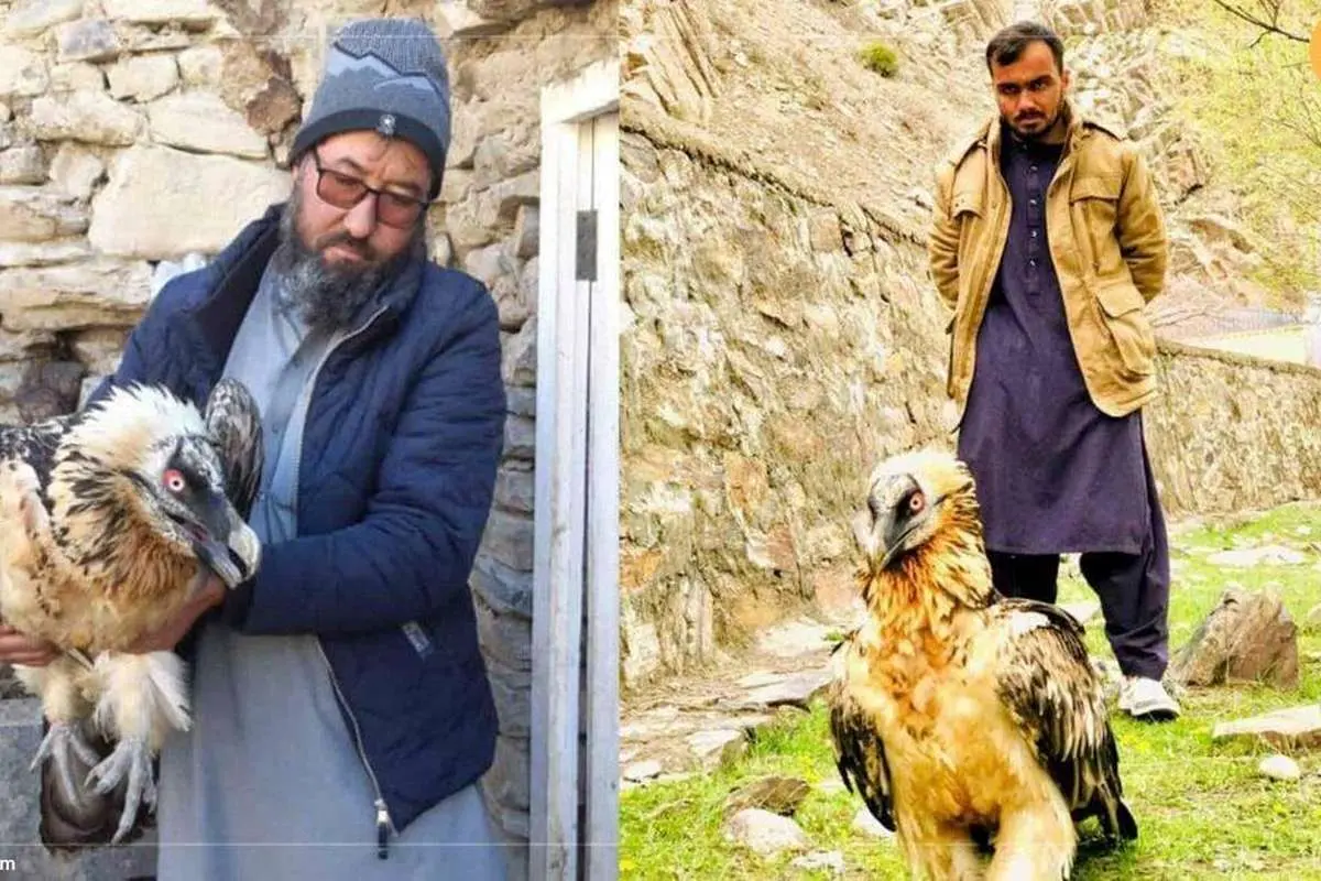 (عکس) یک «هما» در پنجشیر افغانستان تحت درمان است