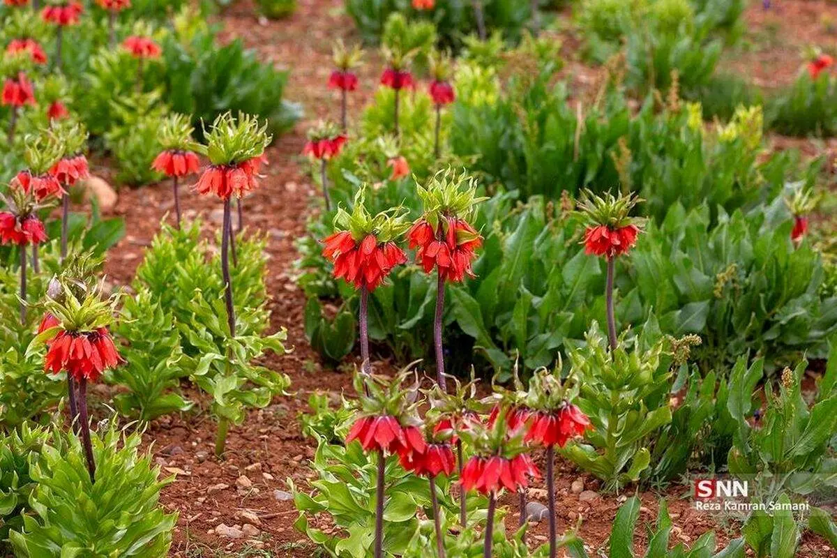 (ویدئو) چرای گوسفندان در دشت لالههای واژگون