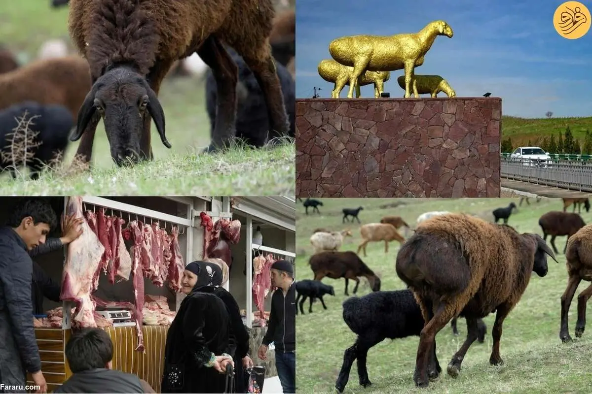 (ویدئو) گوسفند غولپیکری که در تاجیکستان مثل طلا باارزش است