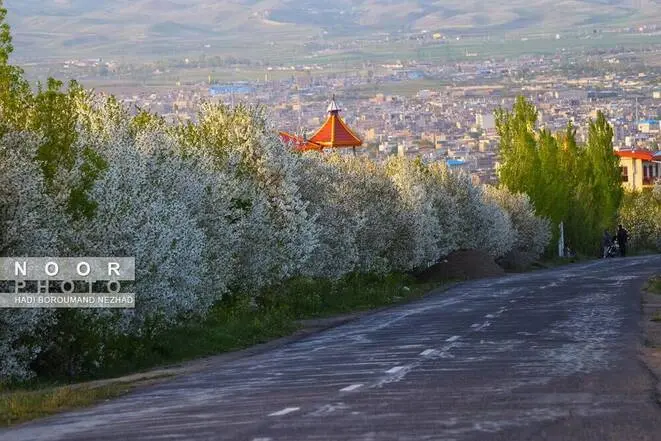 گالری
