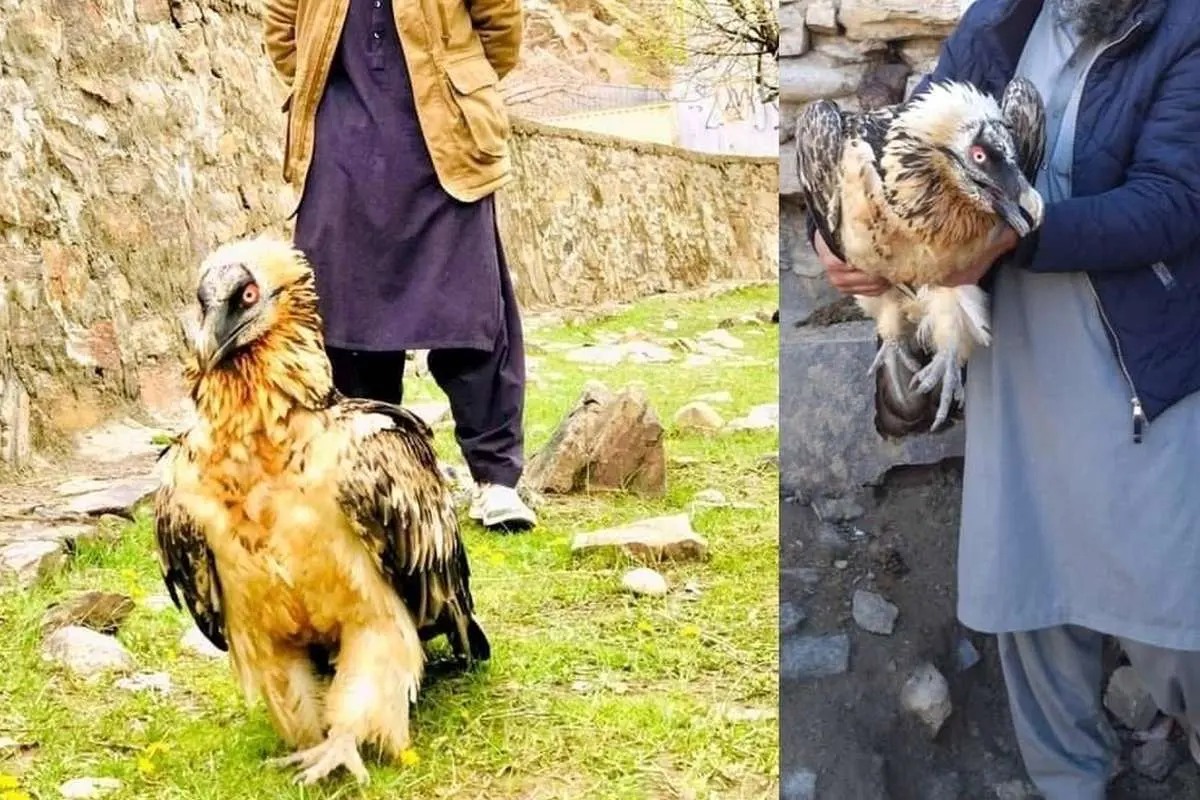 (ویدئو) ماجرای نجات یک پرنده هما در پنجشیر افغانستان