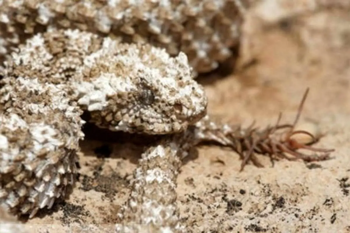 (ویدئو) زنده گیری افعی دم عنکبوتی در ایلام