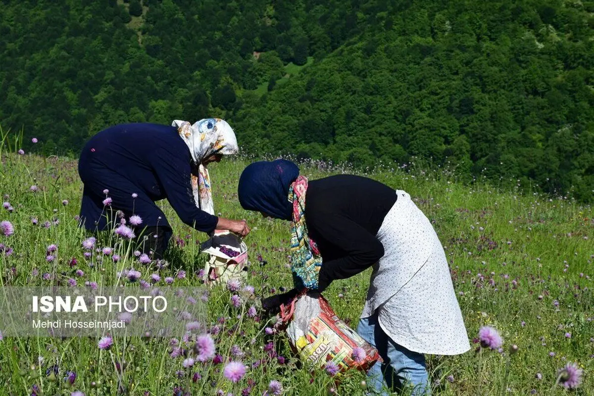 (تصاویر) برداشت گل گاوزبان در آستارا