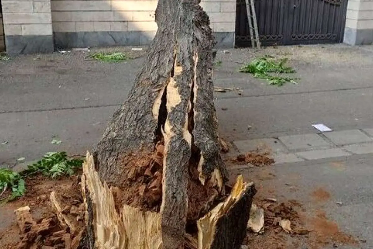 توضیحات شهرداری درباره قطع درختان کنار باغ موزه قصر