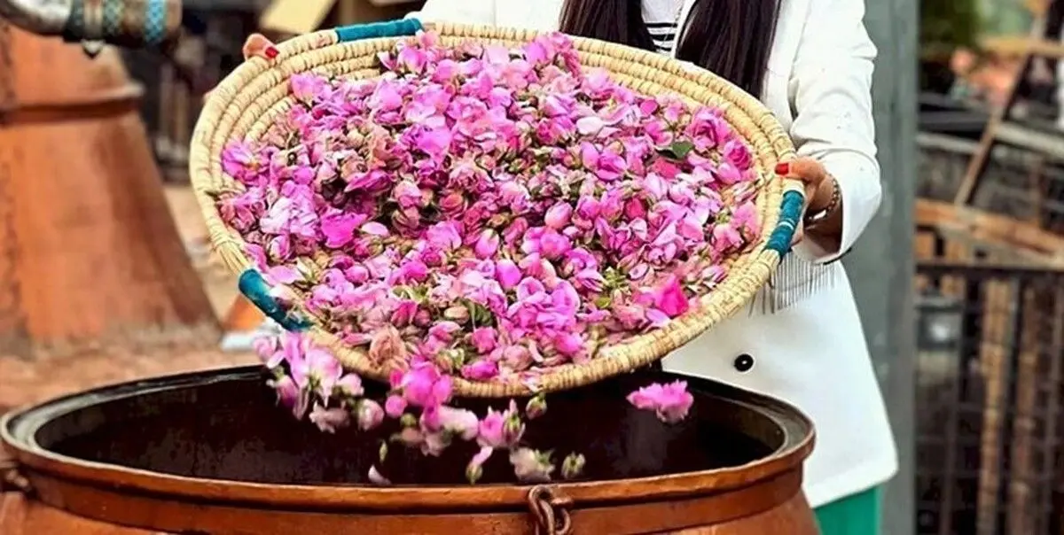 مراسم گلاب گیری کاشان 1403 | تاریخ دقیق + مکان برگزاری