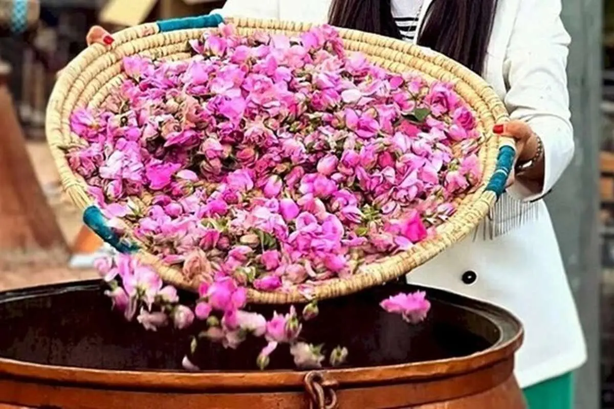 مراسم گلاب گیری کاشان 1403 | تاریخ دقیق + مکان برگزاری