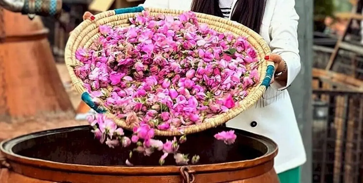 مراسم گلاب گیری کاشان 1403 | تاریخ دقیق + مکان برگزاری
