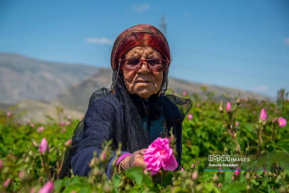 (تصاویر) برداشت گل محمدی در میمند فارس