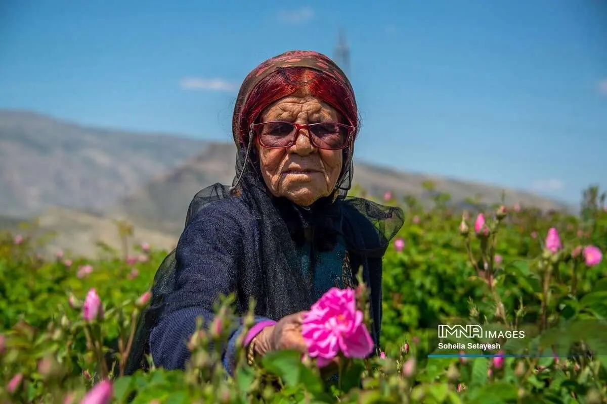 (تصاویر) برداشت گل محمدی در میمند فارس