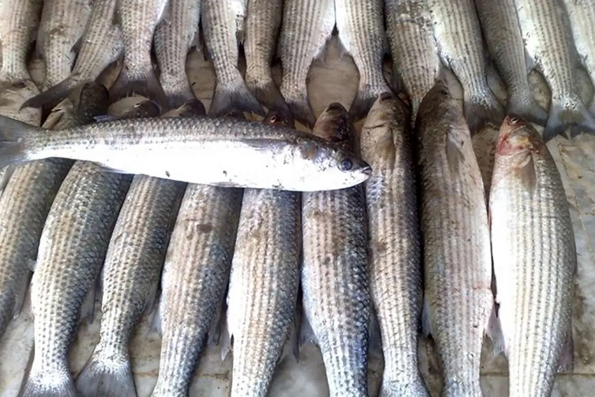 (ویدئو) تصاویر بارش ماهی در یاسوج جعلی است