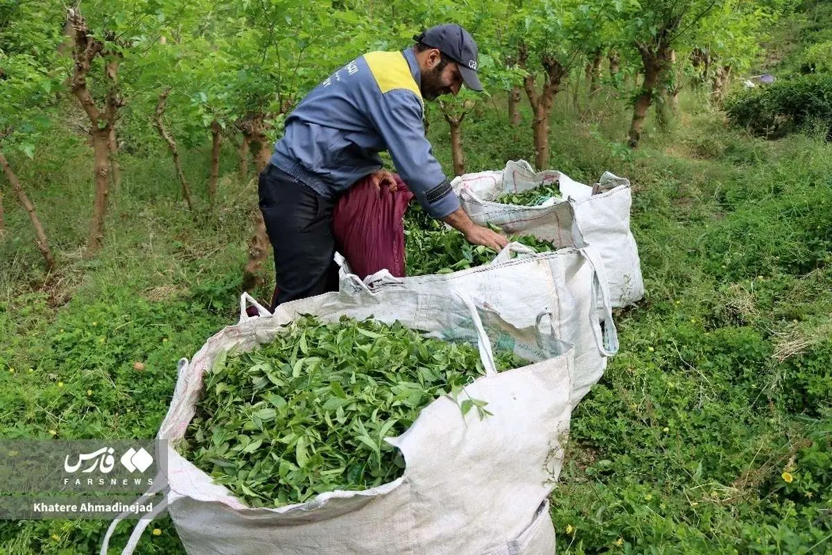 (تصاویر) برداشت چای بهاره از باغات گیلان