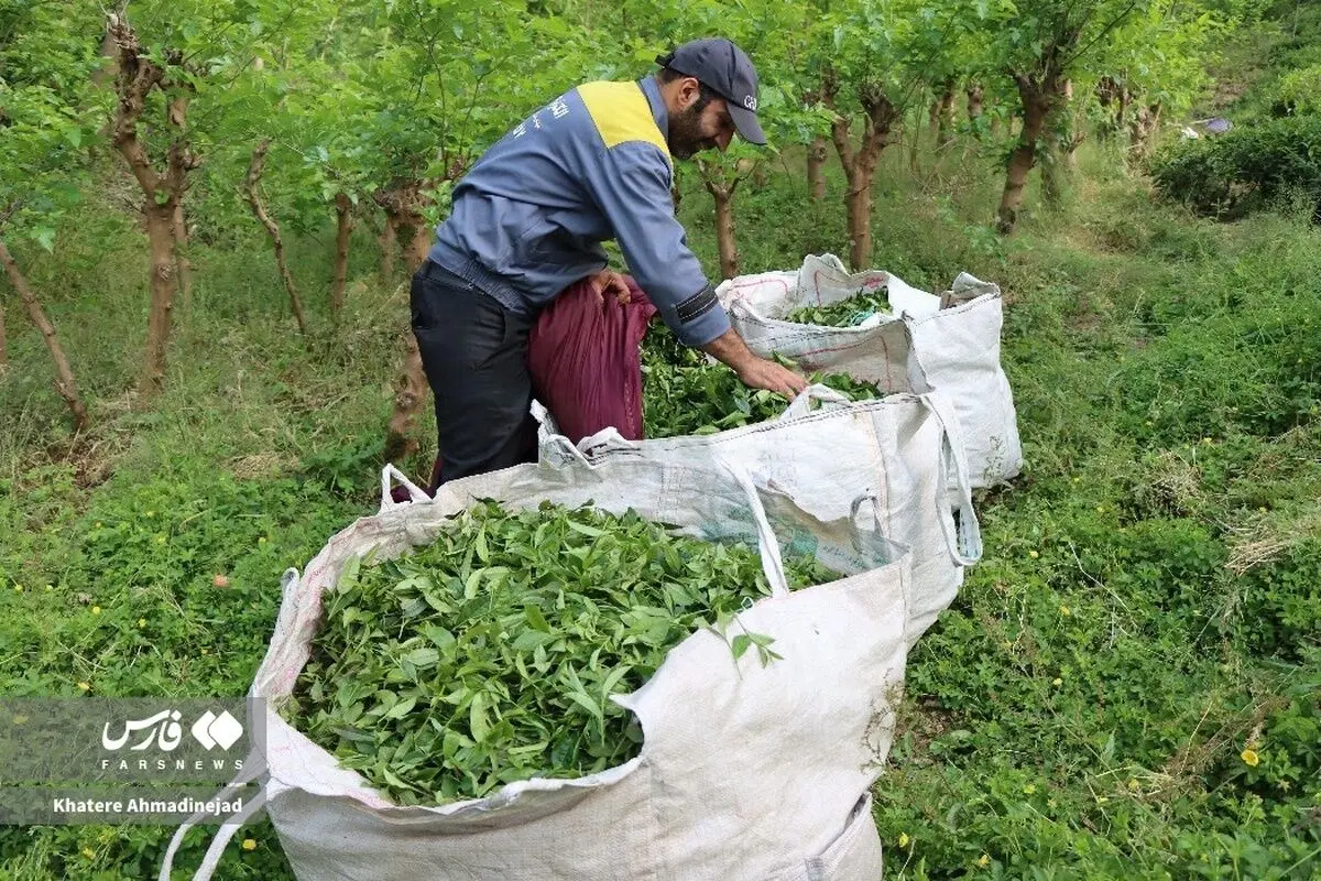 (تصاویر) برداشت چای بهاره از باغات گیلان