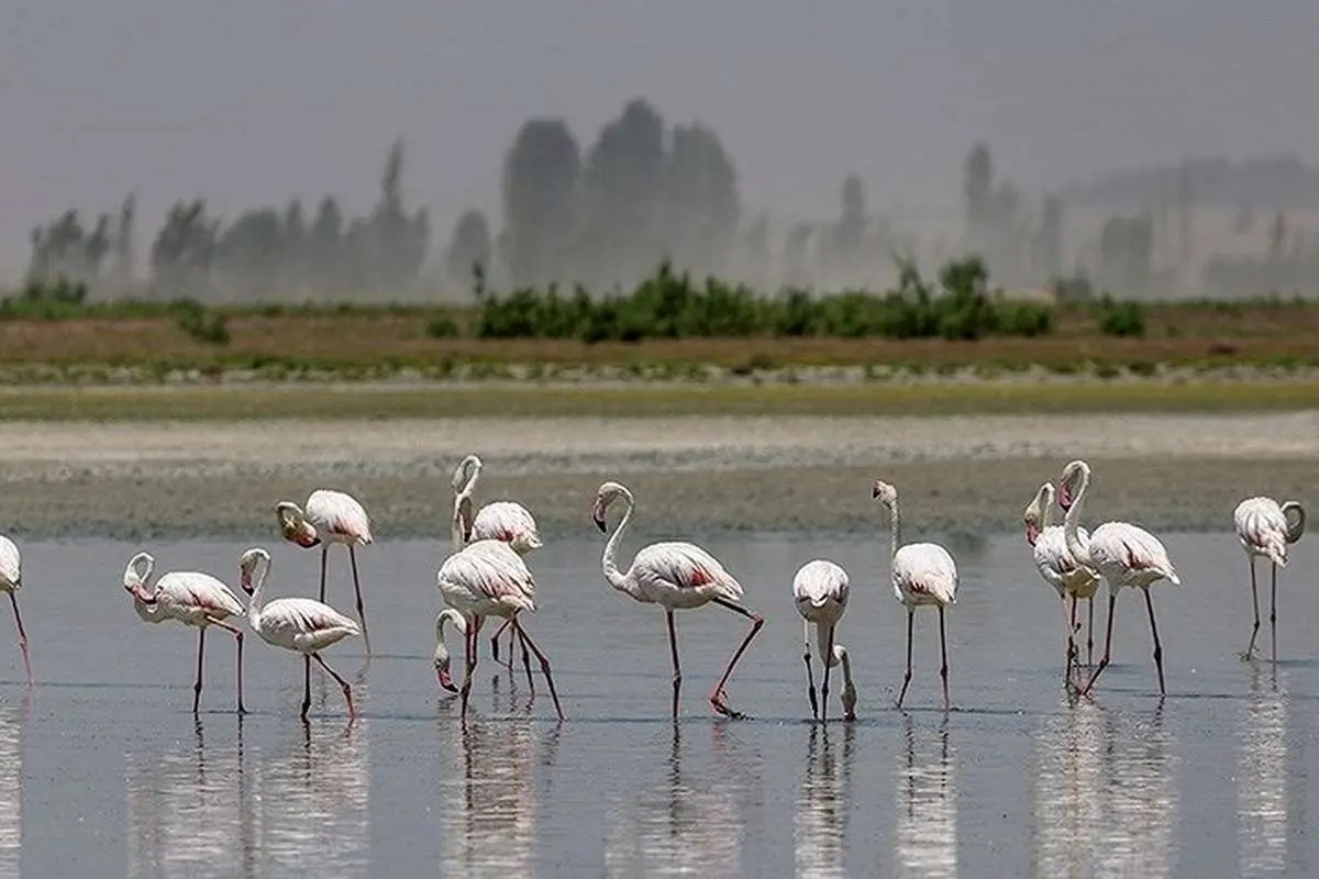 (ویدیو) فلامینگو‌ها میهمان آبگیر‌های خراسان شمالی