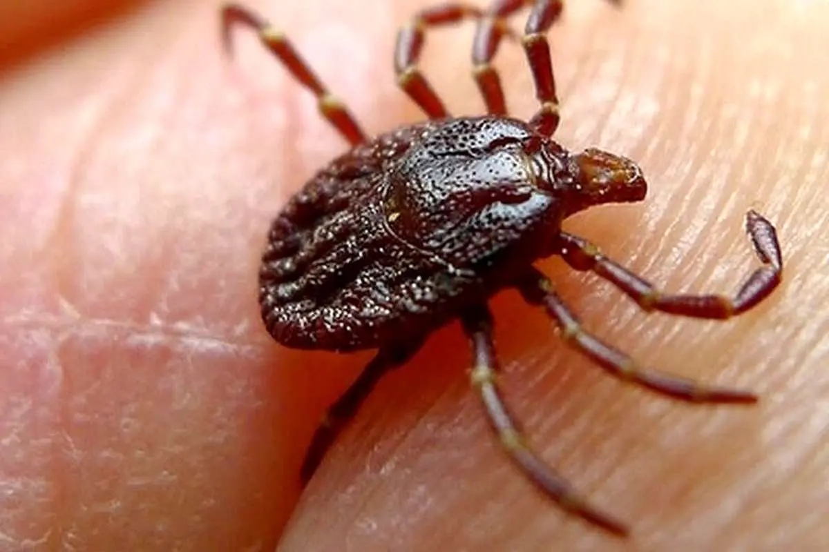 درباره بیماری تب کریمه کنگو چه می‌دانیم؟