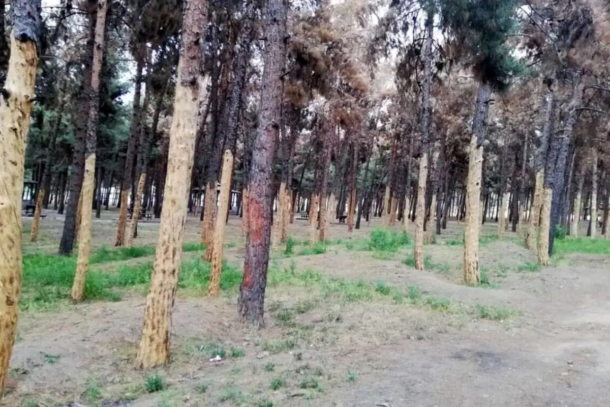 ادامه قطع درختان در تهران: درختان سرخه‌حصار هم از شهرداری ضربدر گرفتند