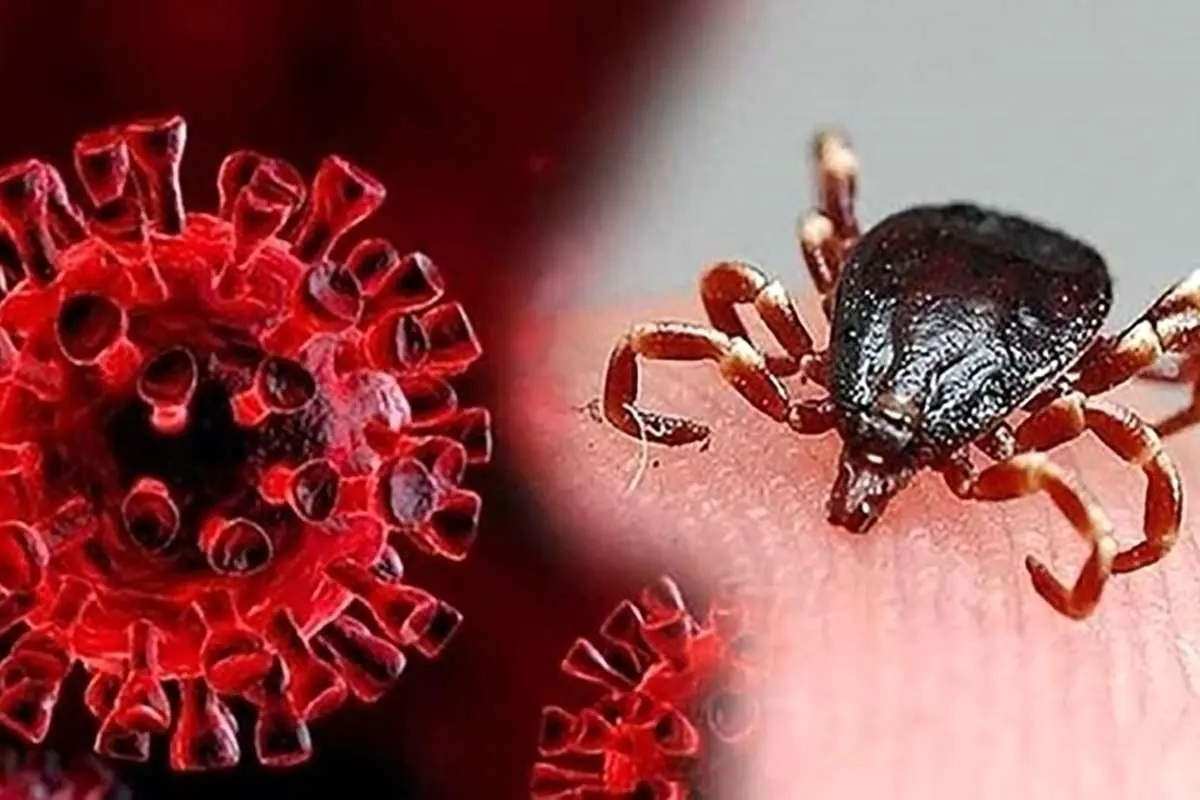 فوت یک نفر بر اثر تب کریمه کنگو در هرمزگان