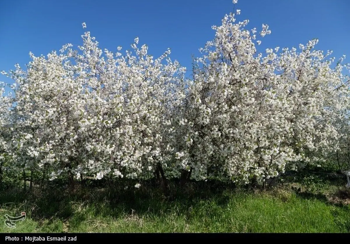 (تصاویر) طبیعت بهاری دره خان ارومیه
