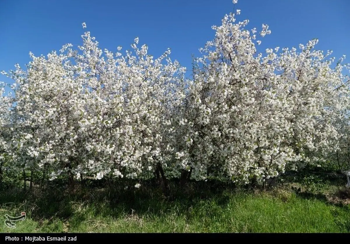 (تصاویر) طبیعت بهاری دره خان ارومیه