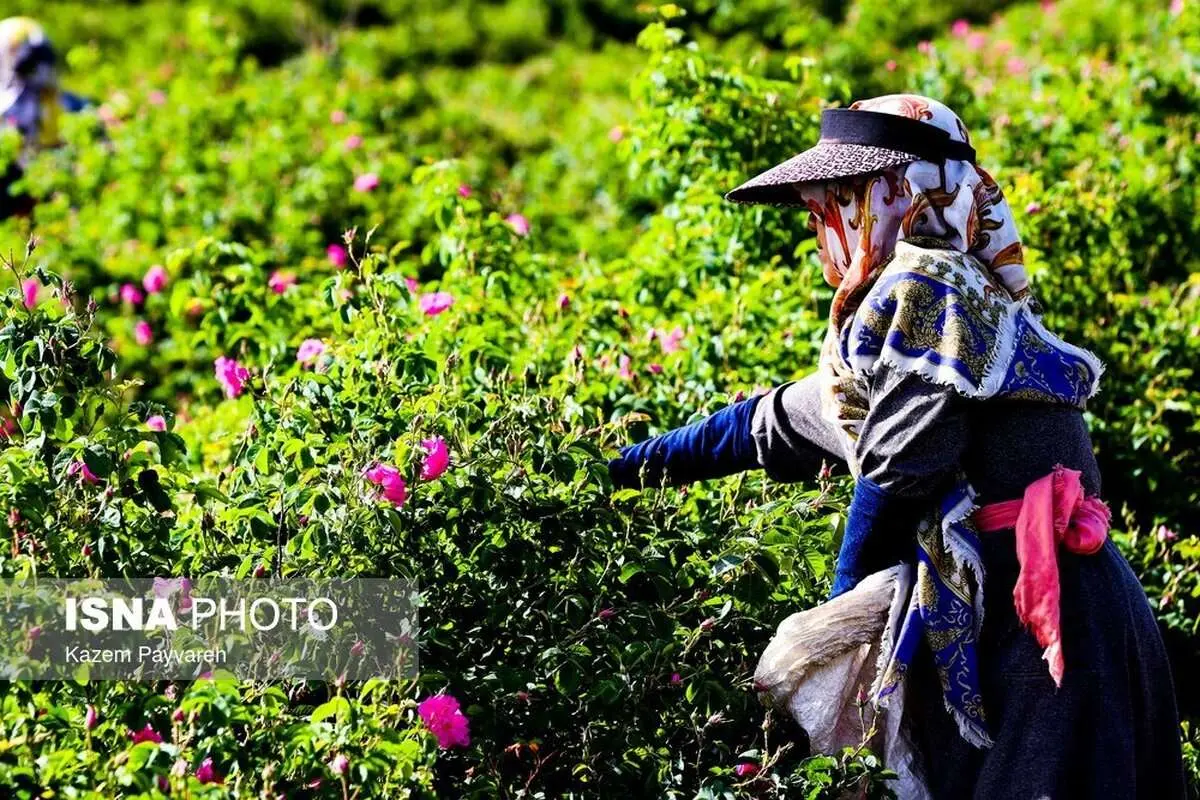 (تصاویر) برداشت گل محمدی در کاشان