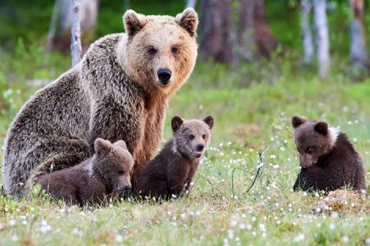 (ویدئو) مشاهده خرس قهوه‌ای توله‌هایش در اقلید