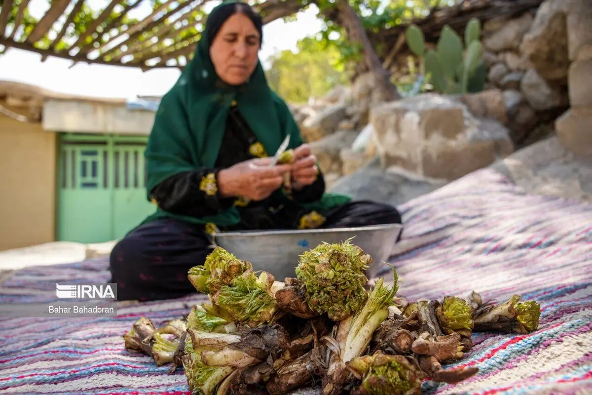 (تصاویر) کنگر کوهی