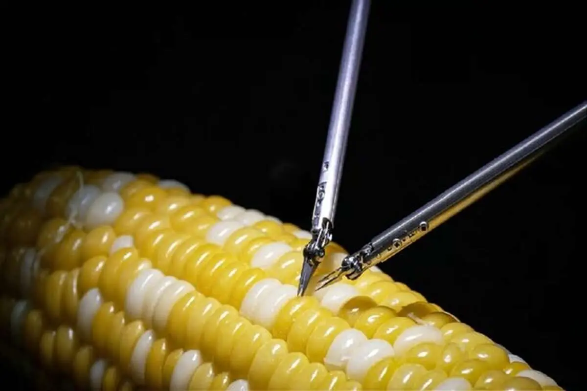 (ویدئو) جراحی ربات سونی روی یک دانه ذرت با دقت حیرت‌انگیز