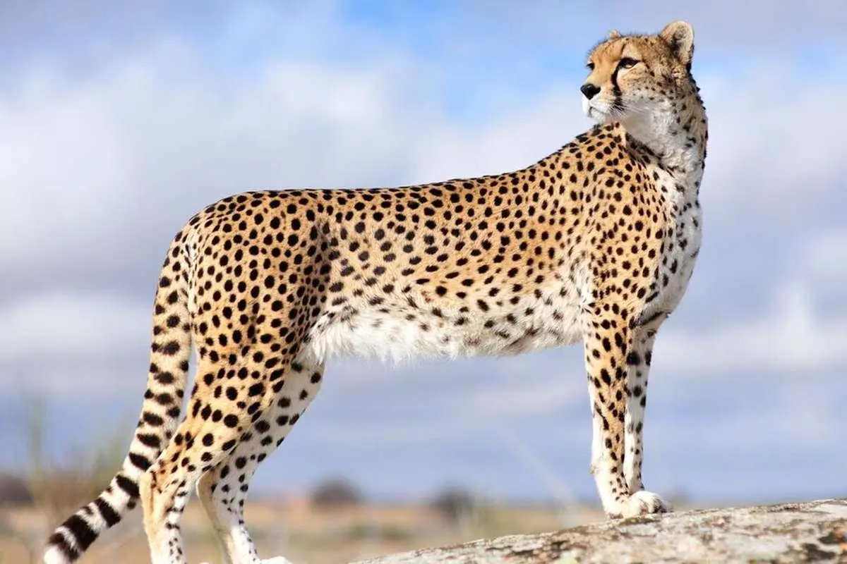 مشاهده یک قلاده یوزپلنگ آسیایی در طبس