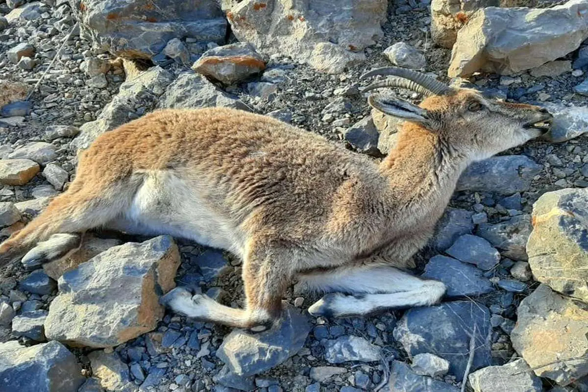 بز وحشی بر اثر خوردن پلاستیک تلف شد