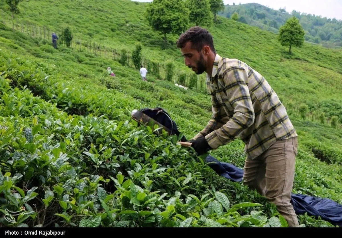 (تصاویر) برداشت چای بهاره باغات املش