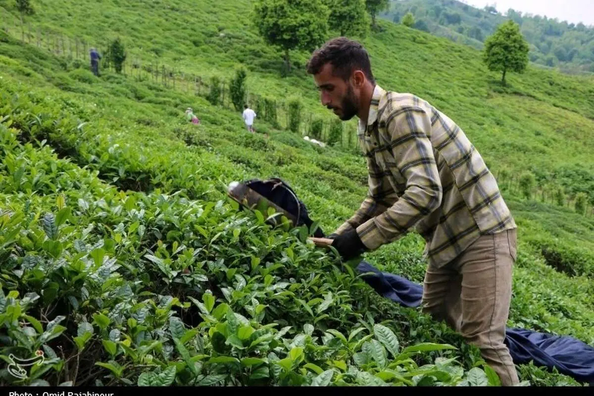 (تصاویر) برداشت چای بهاره باغات املش