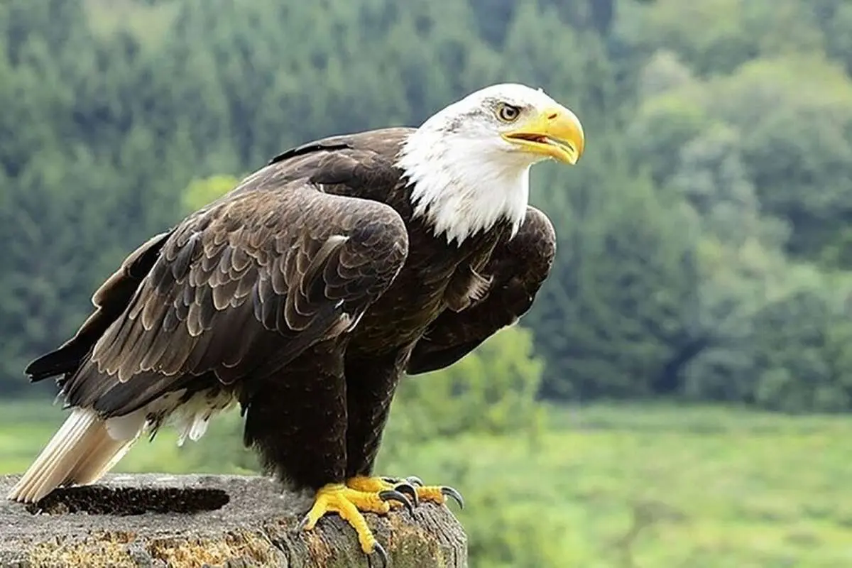 (ویدیو) لحظه ترسناک حمله عقاب به یک کودک