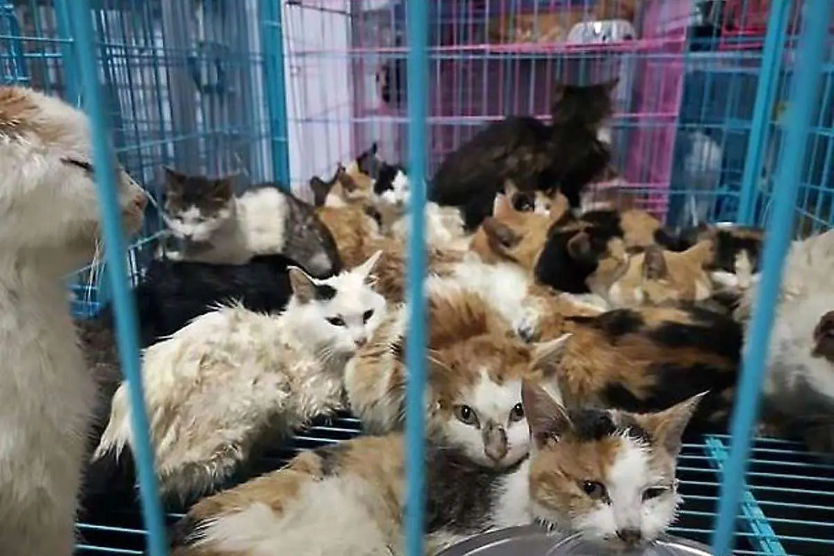 (ویدئو) فرآیند پرورش و فرآوری گوشت گربه در چین