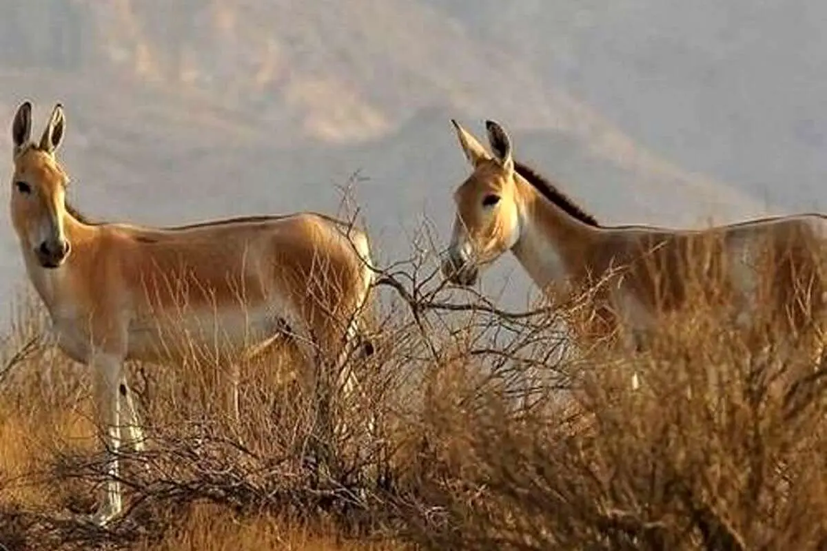 (ویدئو) تولد گورخر ایرانی در پارک ملی کویر سمنان