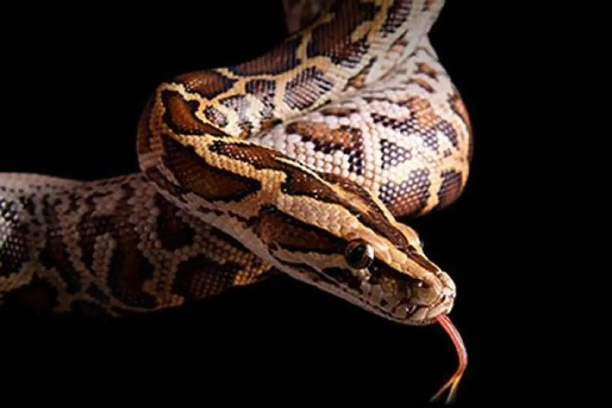 (عکس) تصاویری از تنها مارپیتون در ایران