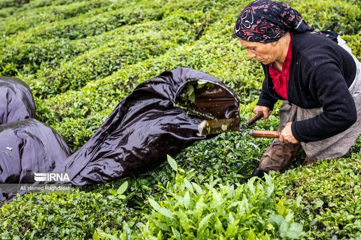 (تصاویر) چای لاهیجان